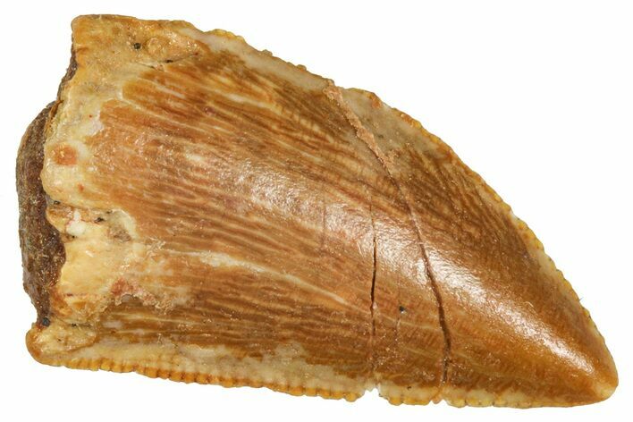 Serrated Raptor Tooth - Real Dinosaur Tooth #371416